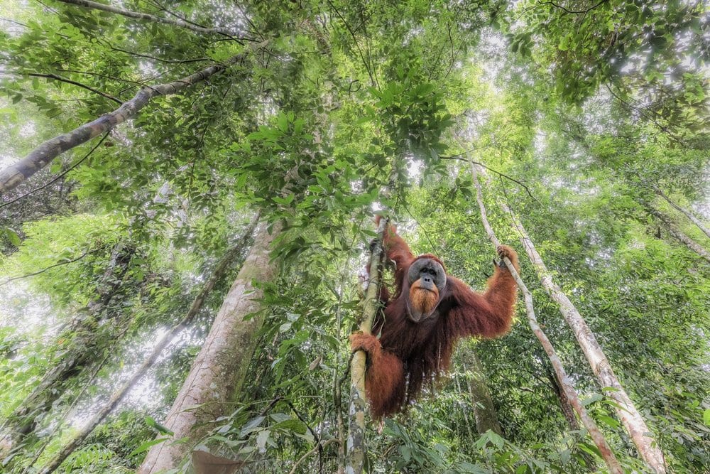   PHOTO CREDIT: Marco Gaiotti LOCATION:  : Gunung Leuser National Park (Indonesia) 